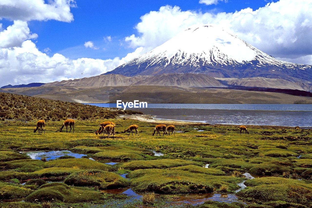 Sheep grazing on field against mountains and sky