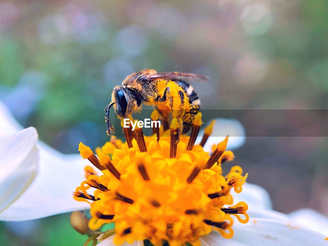 CLOSE-UP OF HONEY BEE ON YELLOW FLOWER