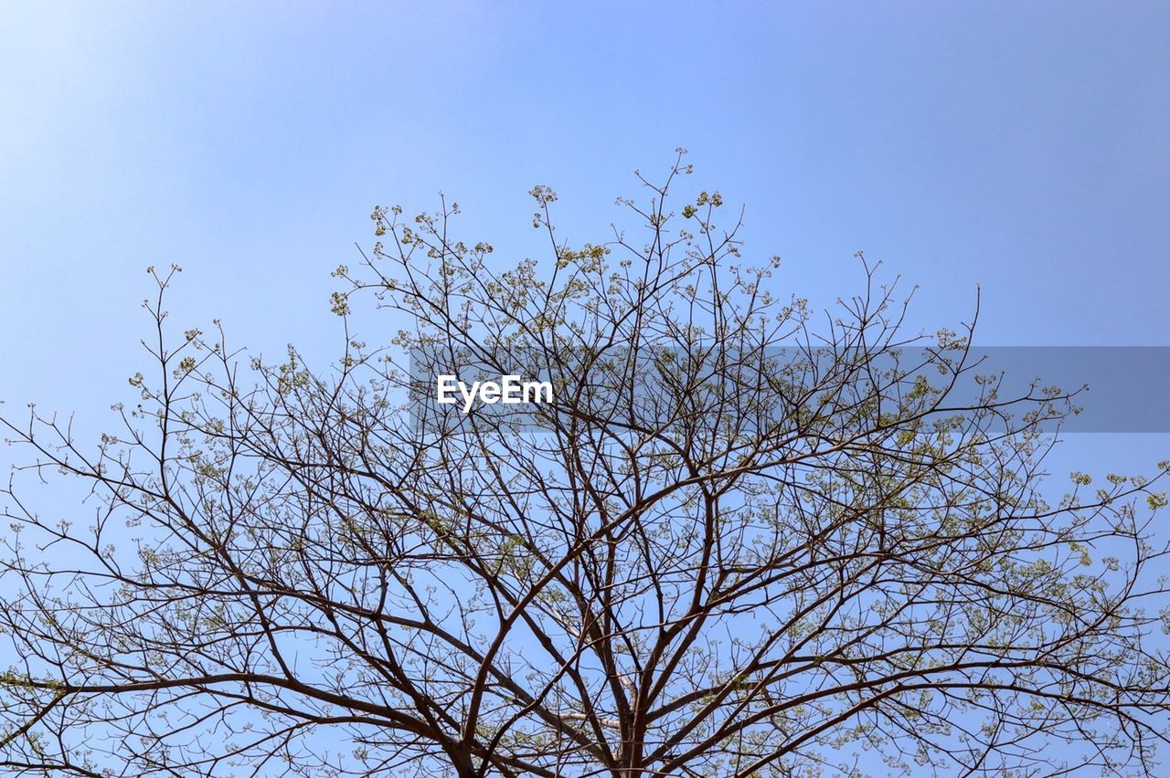 LOW ANGLE VIEW OF TREE AGAINST BLUE SKY