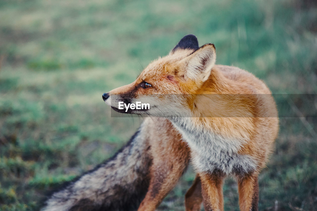 Autumn portrait of a wild fox