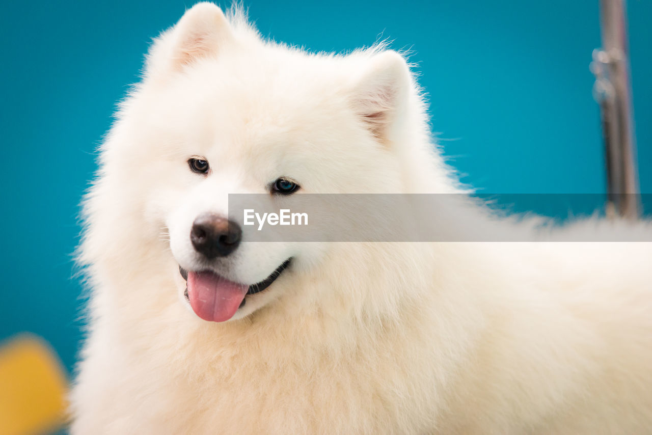 CLOSE-UP OF A WHITE DOG ON THE BED