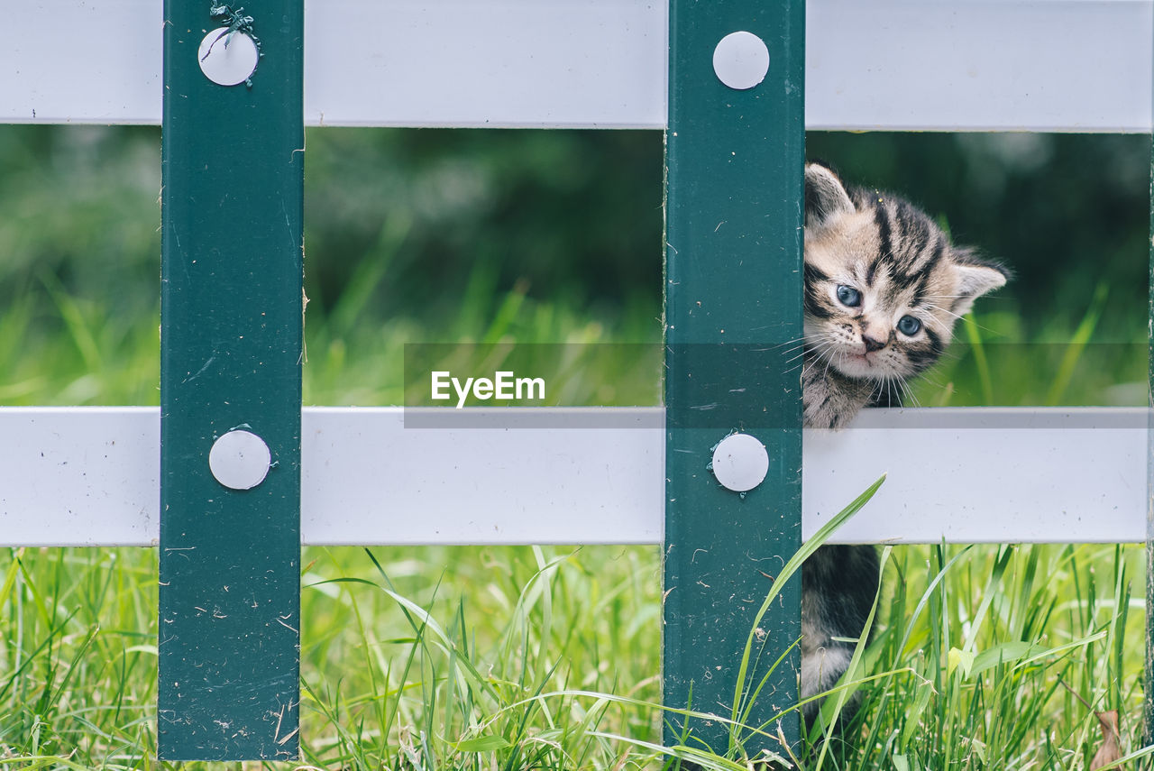 PORTRAIT OF A CAT ON A GREEN FIELD
