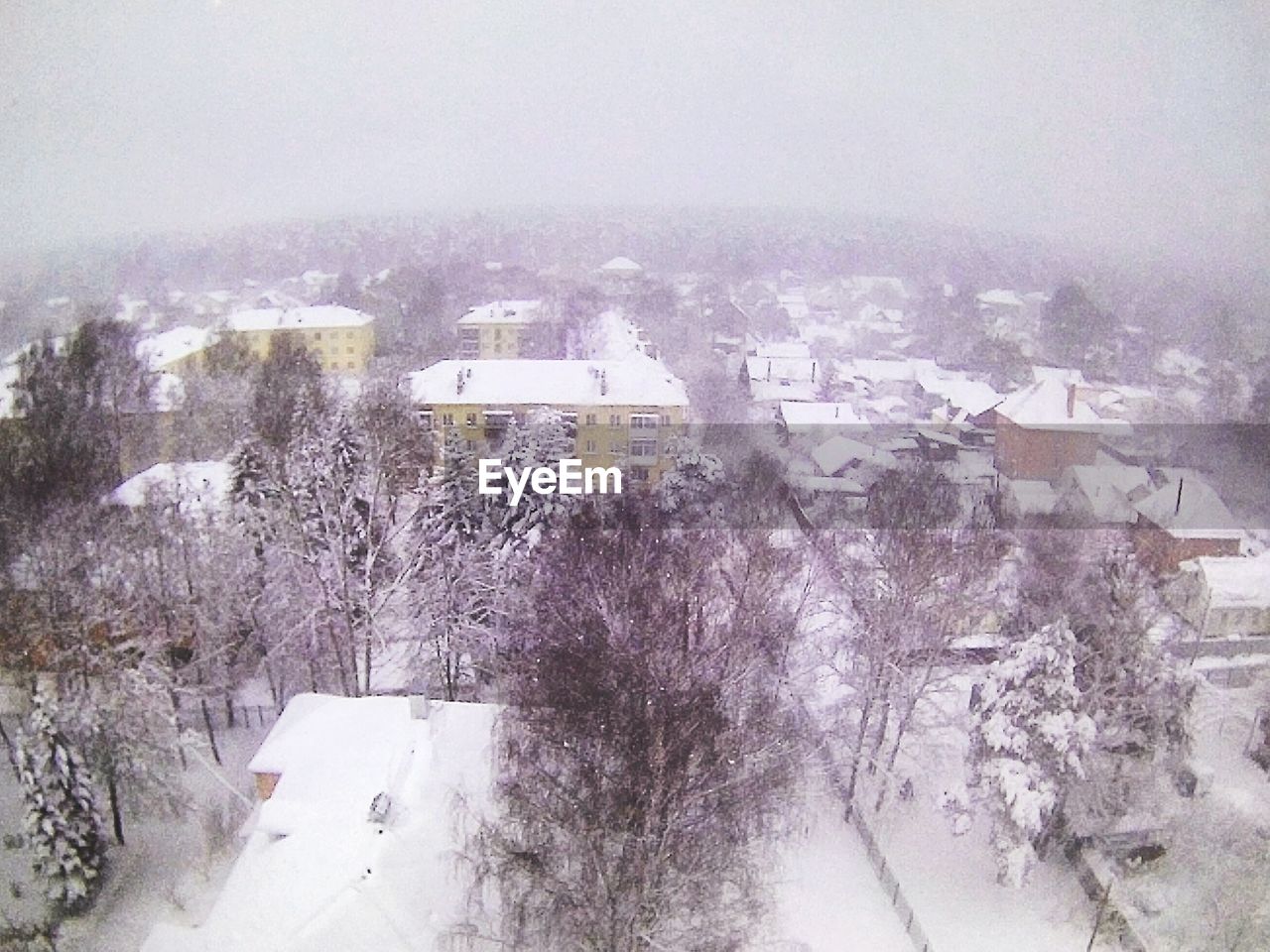 AERIAL VIEW OF TREES ON SNOW