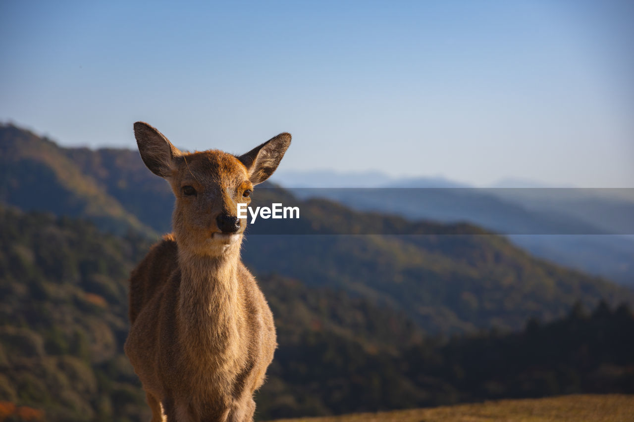 On top of of mount wakakusa with light during a low warm winter sun sight before sunset nara deer 