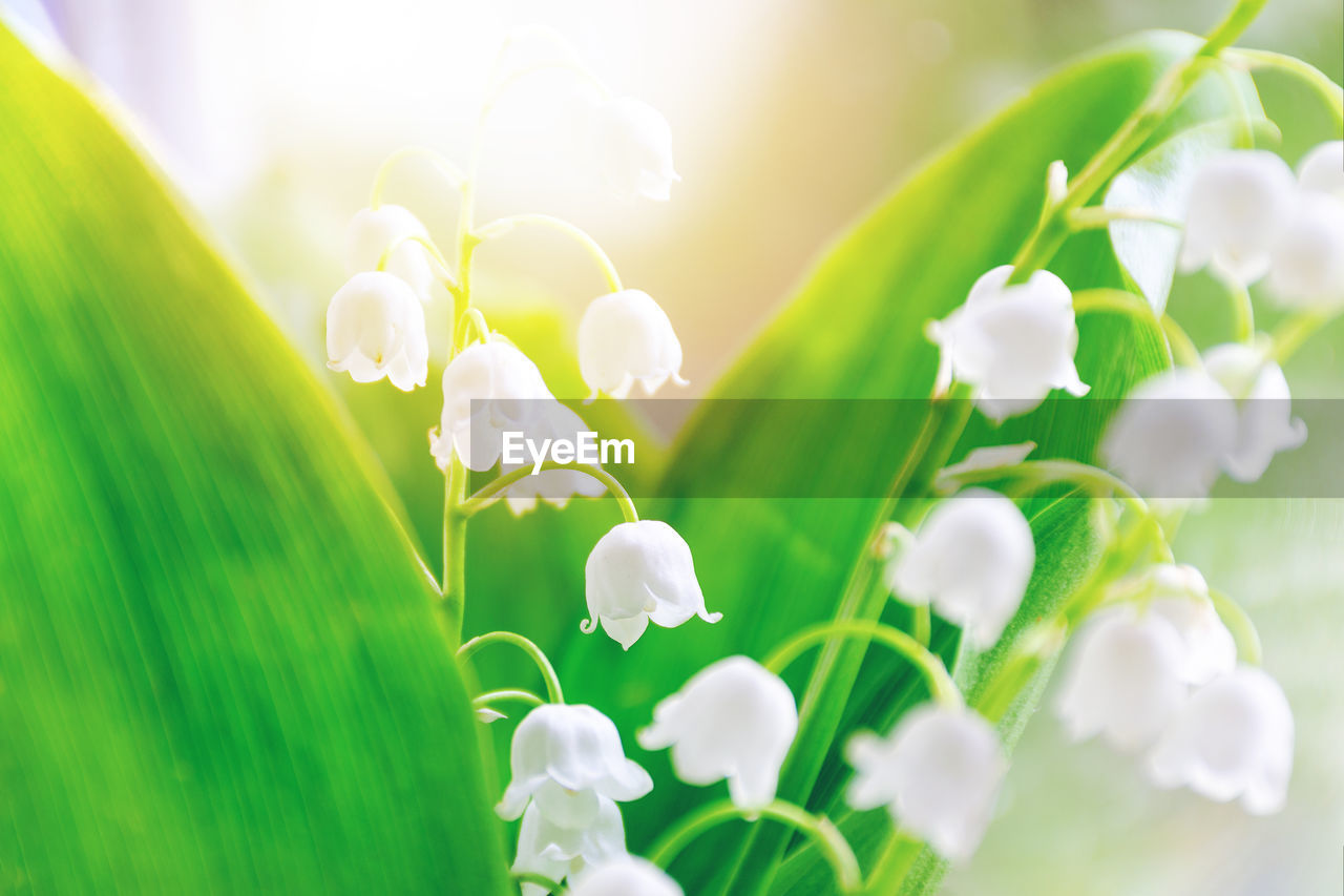 Blurred white flowers of lilies of the valley are lit by the sun. unfocused floral background