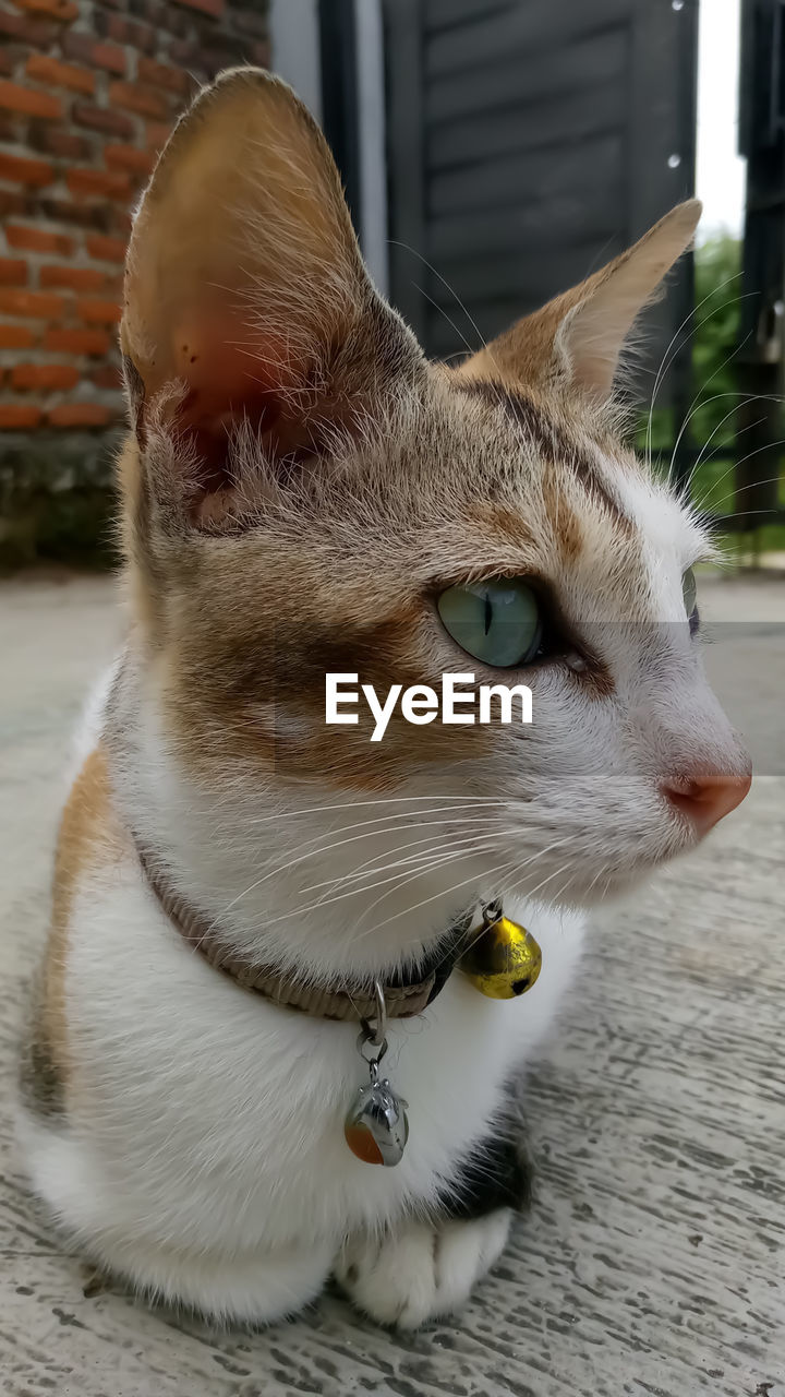 CLOSE-UP OF A CAT