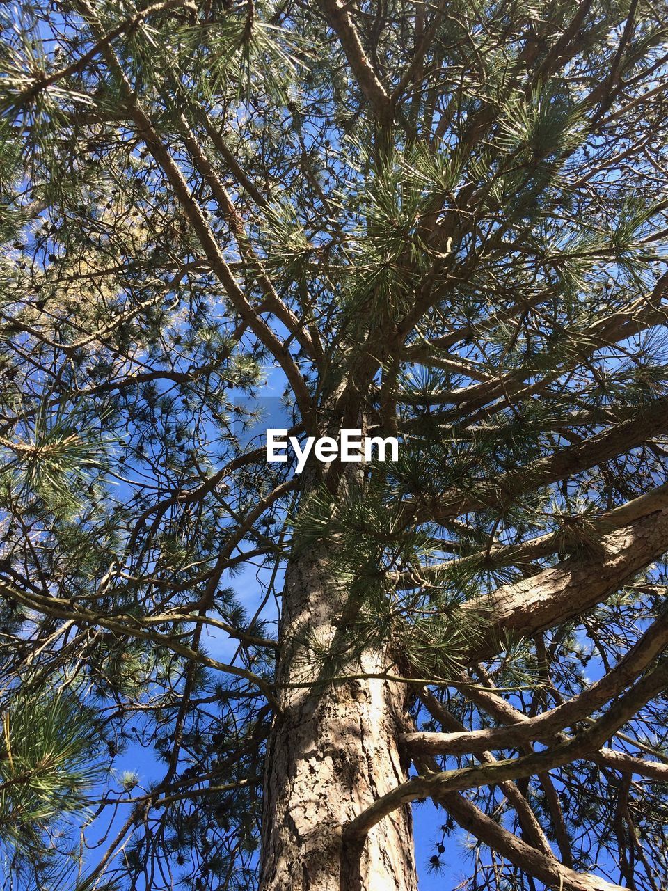 LOW ANGLE VIEW OF TREES AGAINST SKY IN FOREST
