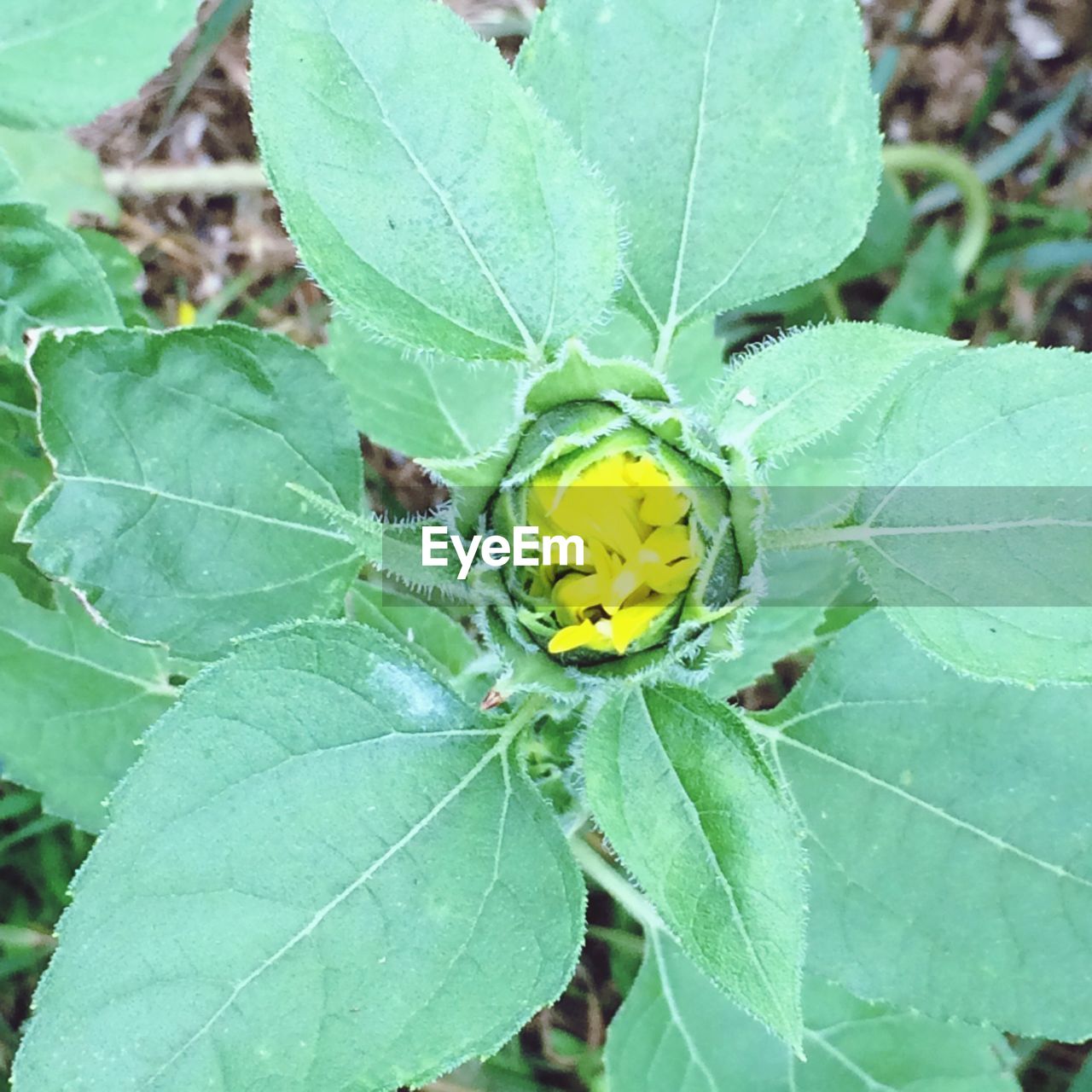 CLOSE-UP OF YELLOW FLOWER