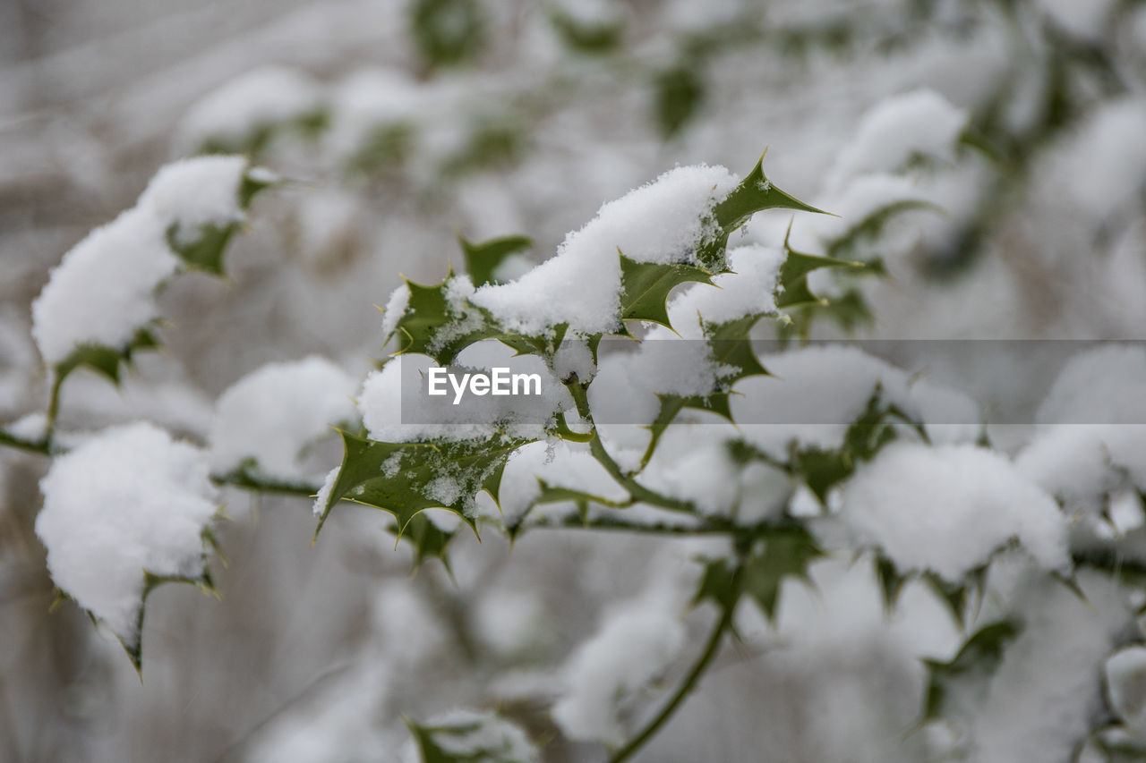 CLOSE-UP OF FROZEN PLANTS