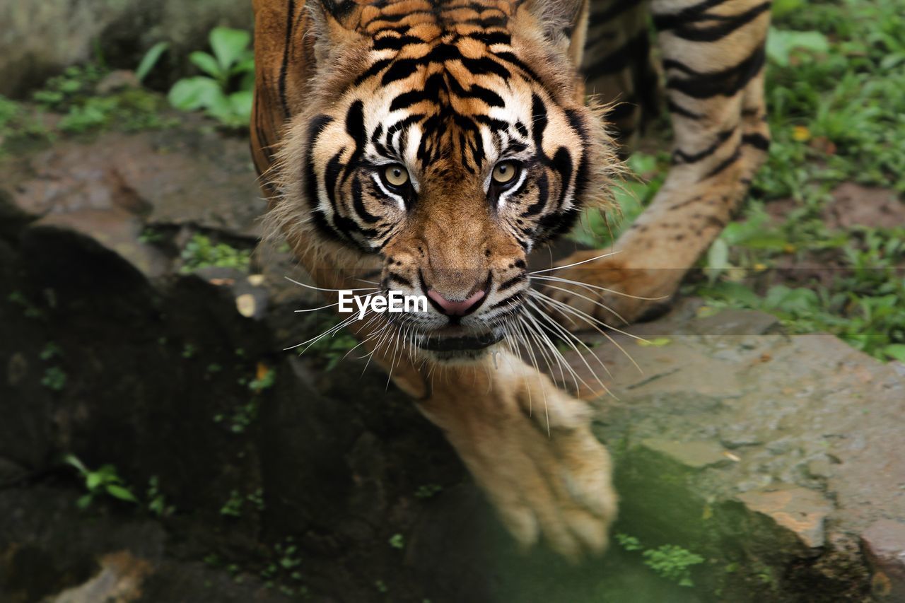 Portrait of a sumatran tiger
