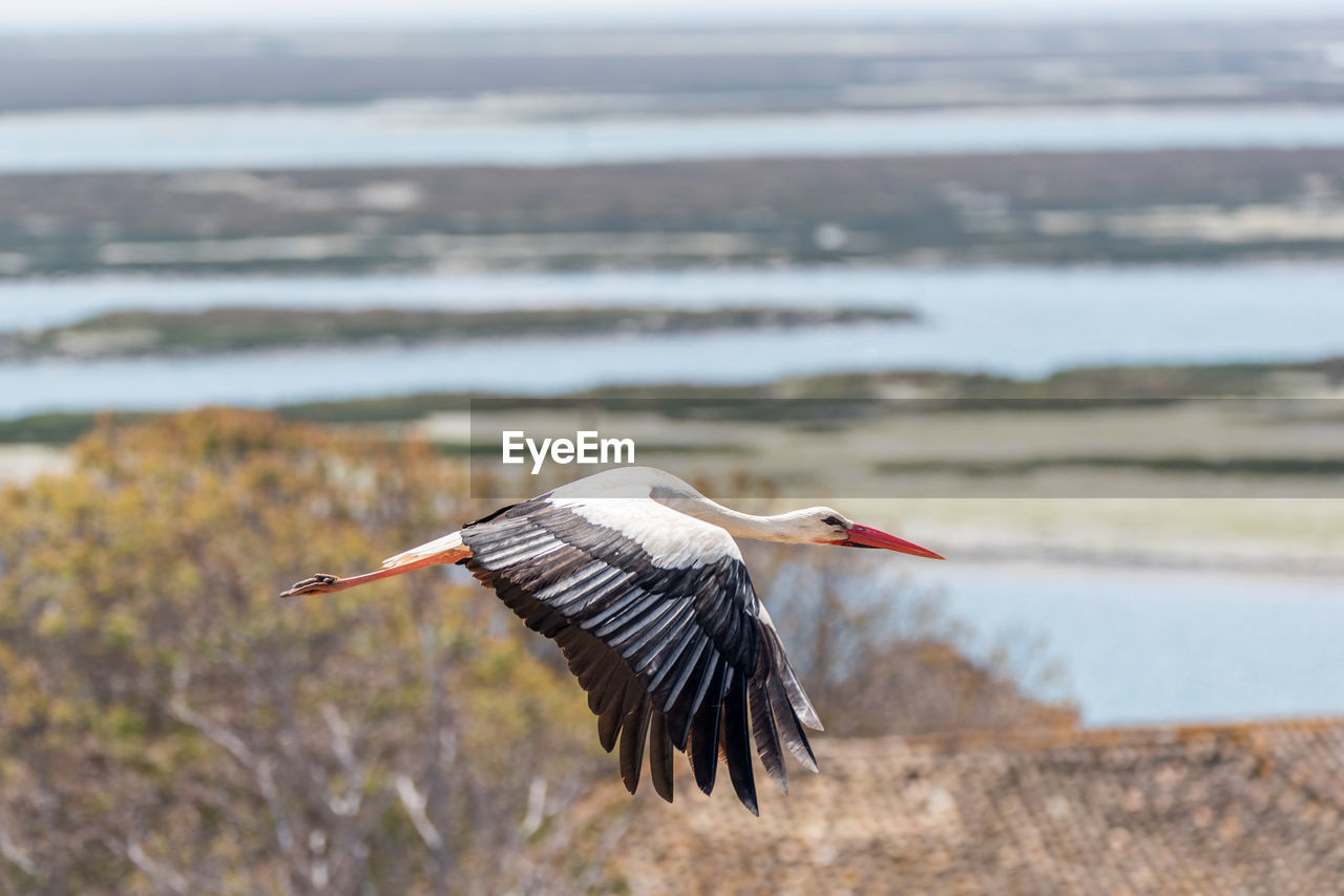 Side view of stork flying over landscape