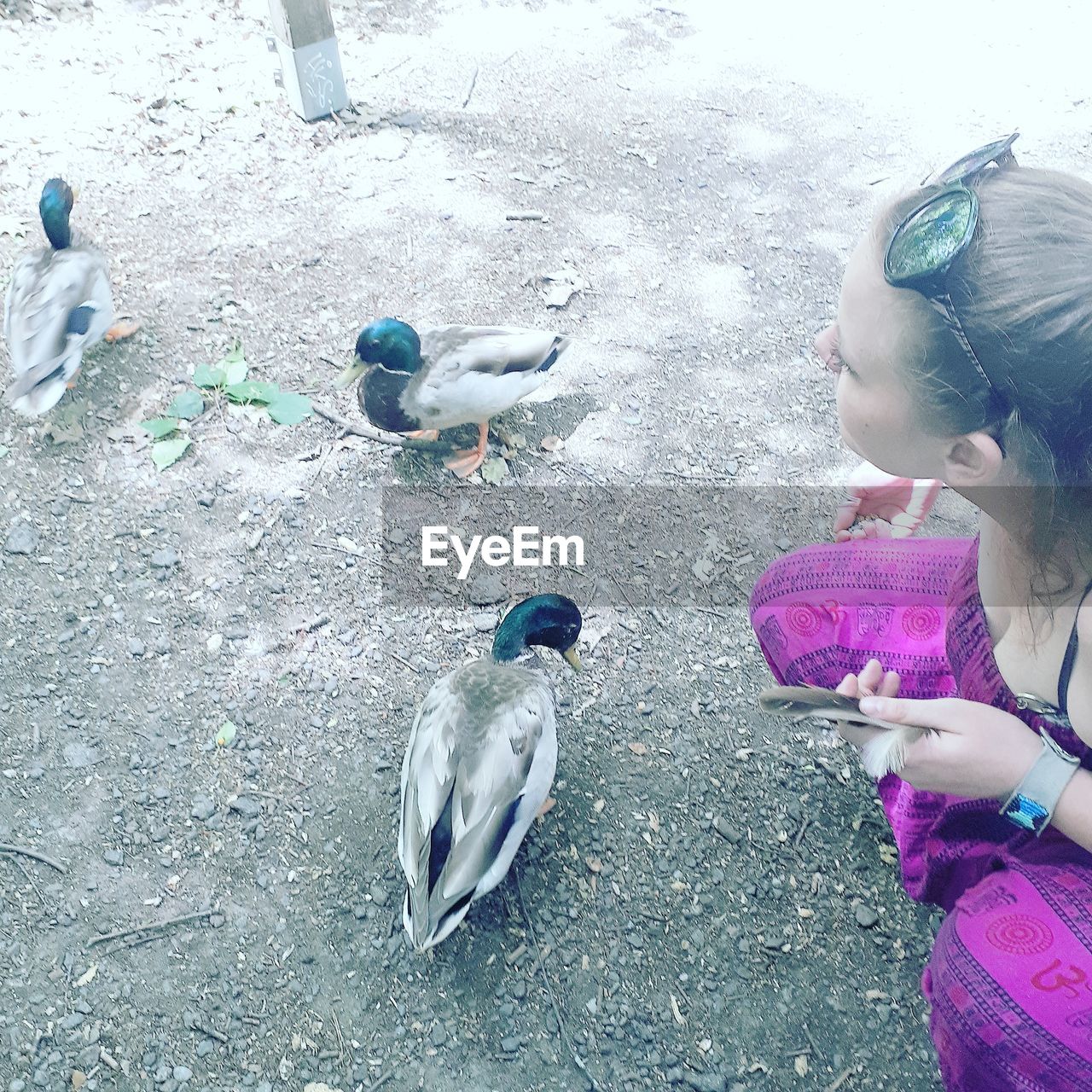 High angle view of young woman crouching by birds on field