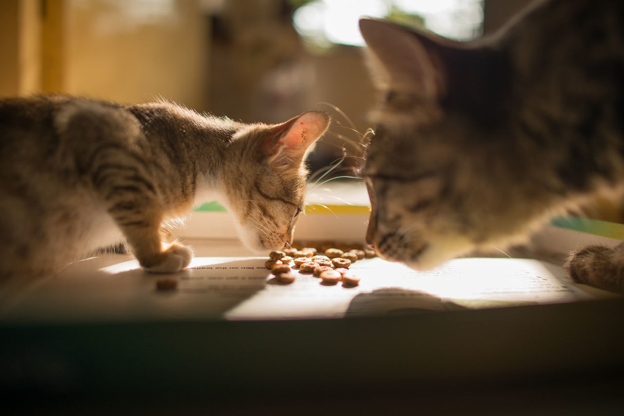 Cat and kitten eating food