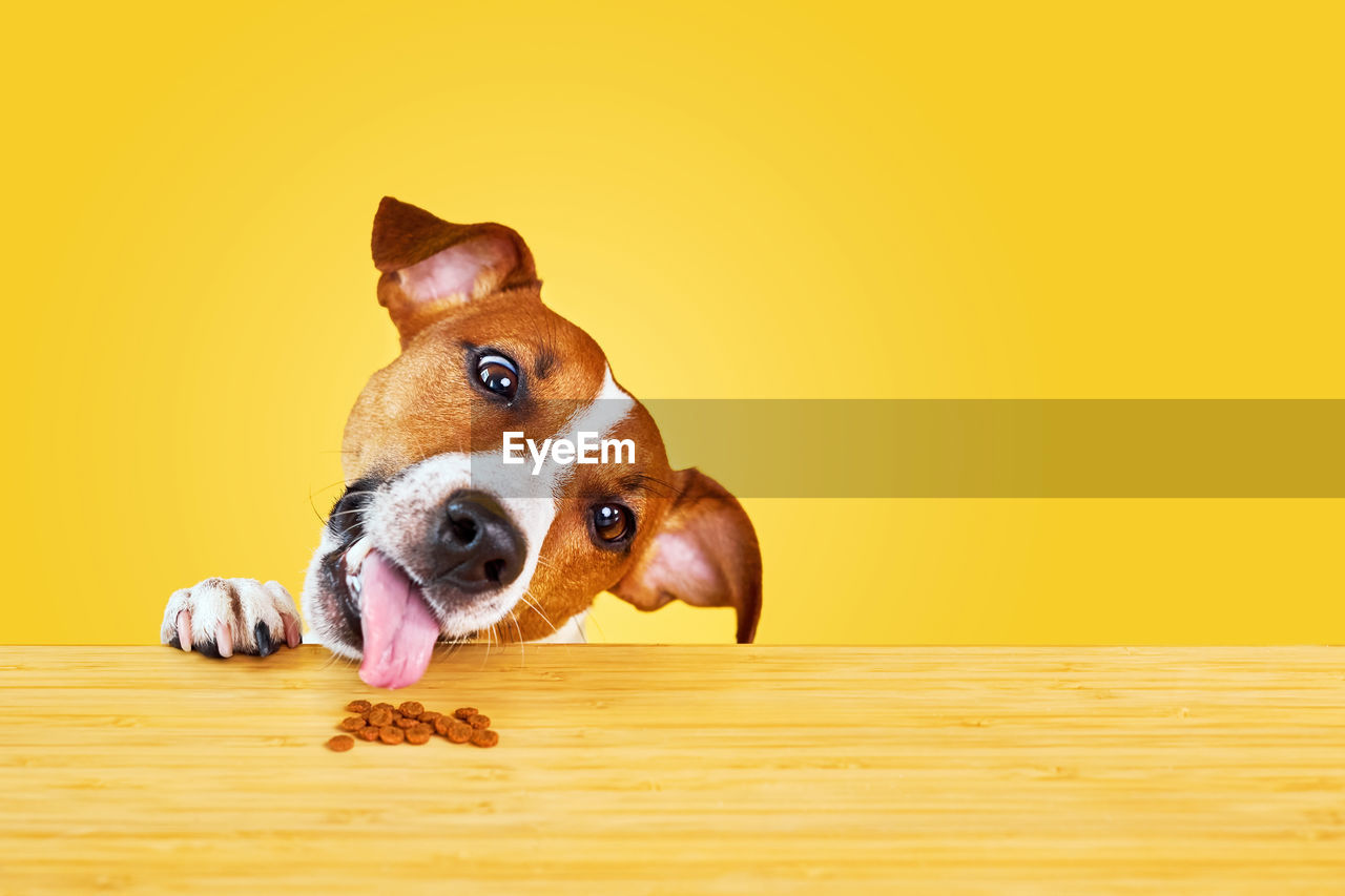close-up of dog on hardwood floor