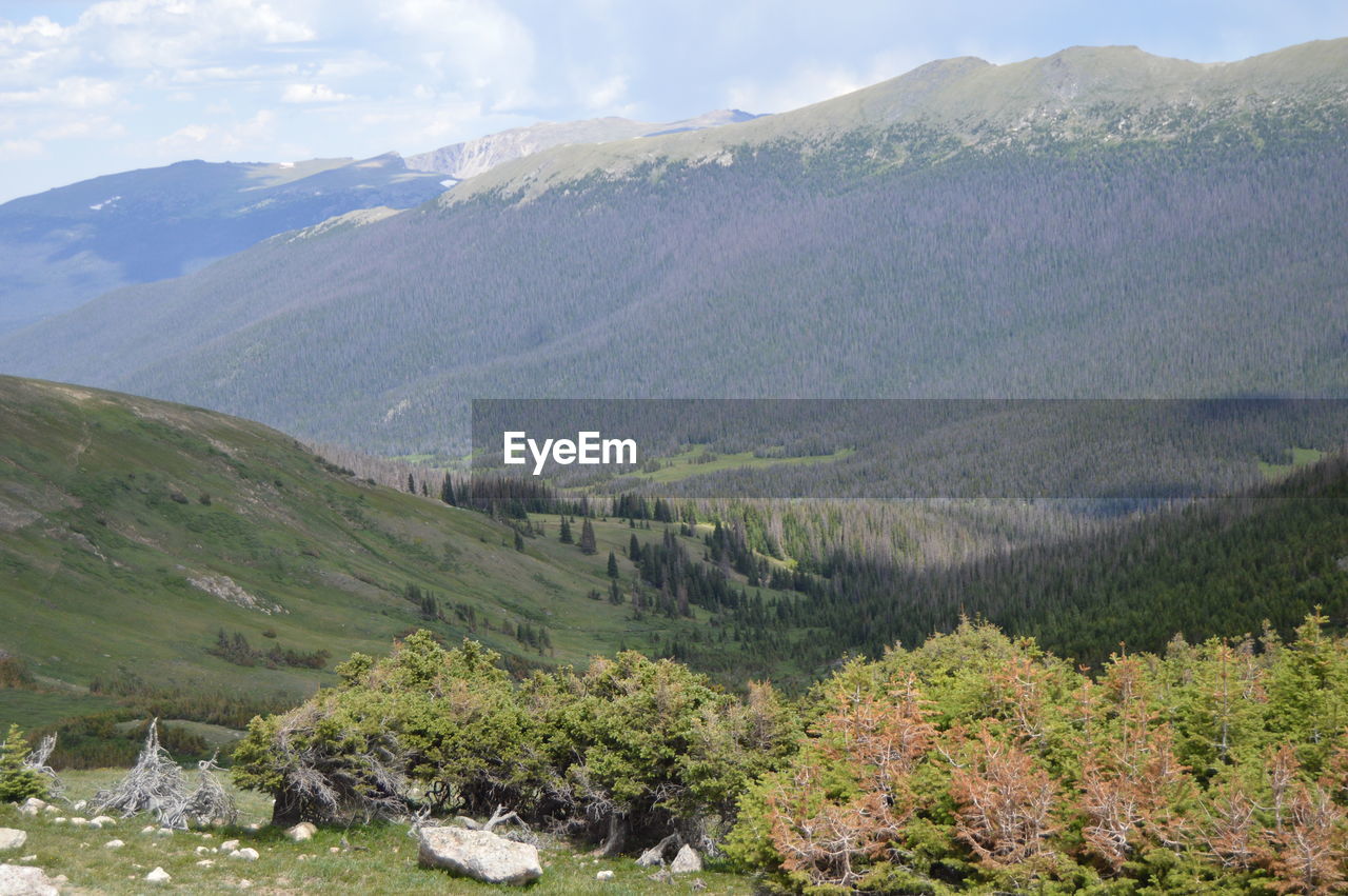 mountain, environment, landscape, scenics - nature, plant, beauty in nature, land, nature, mountain range, valley, wilderness, tree, ridge, sky, lake, no people, tranquility, tranquil scene, non-urban scene, walking, mountain pass, plateau, highland, cloud, forest, coniferous tree, travel destinations, day, travel, pinaceae, outdoors, pine tree, meadow, green, adventure, rural scene, tourism, idyllic, activity, water, grass, pine woodland, remote