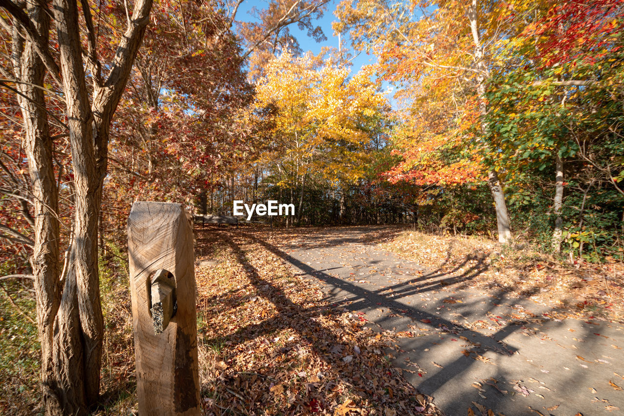 Trees in forest during autumn