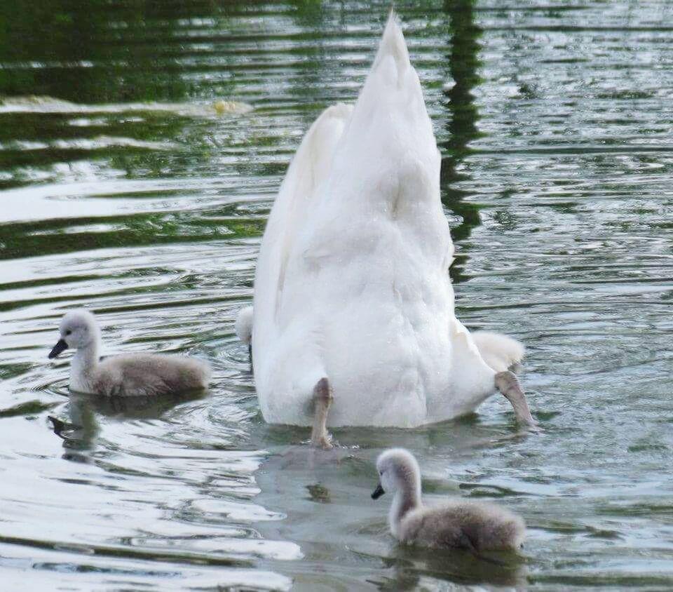 VIEW OF BIRDS IN WATER