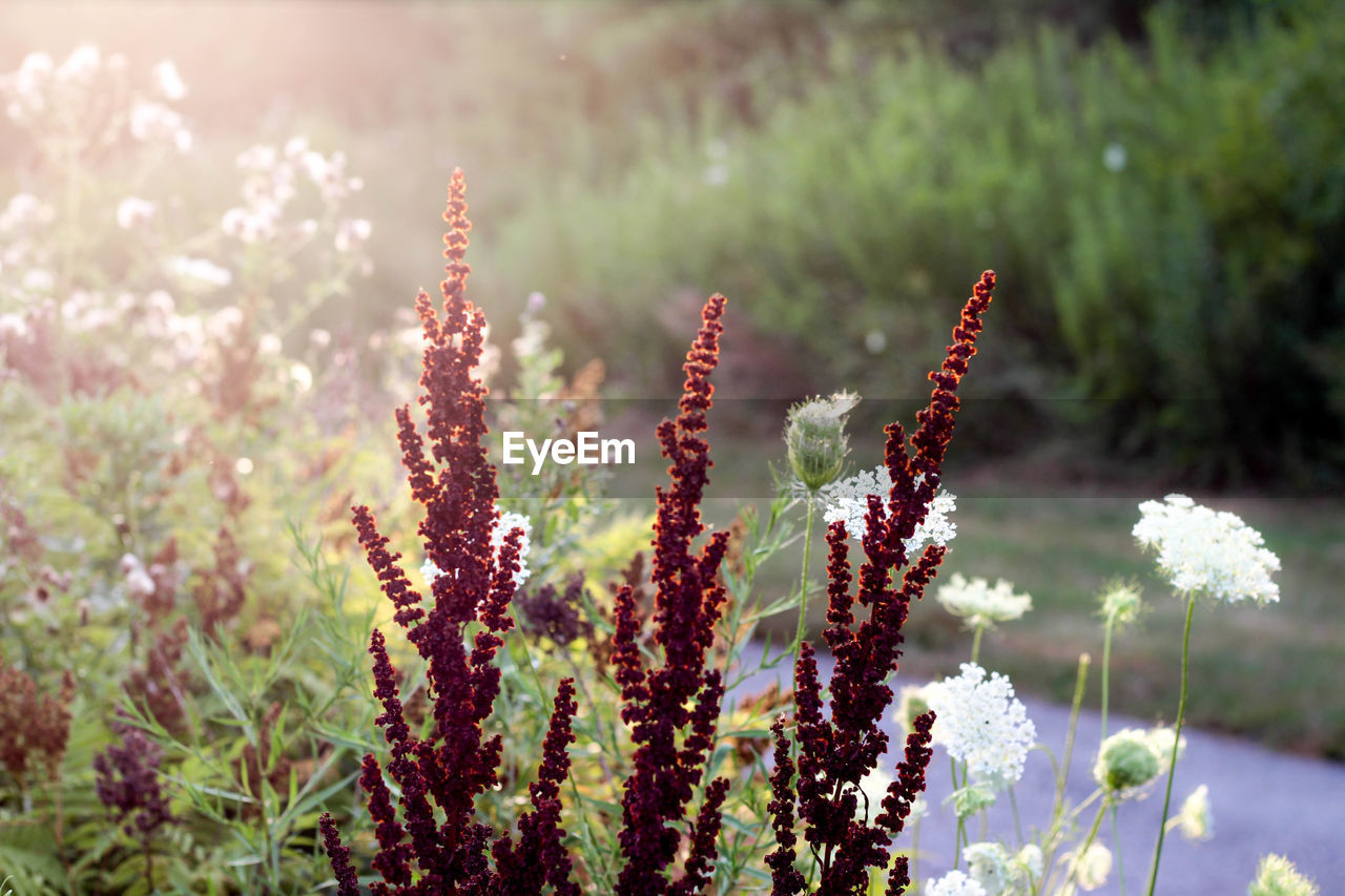 Close-up of flowering plants on field