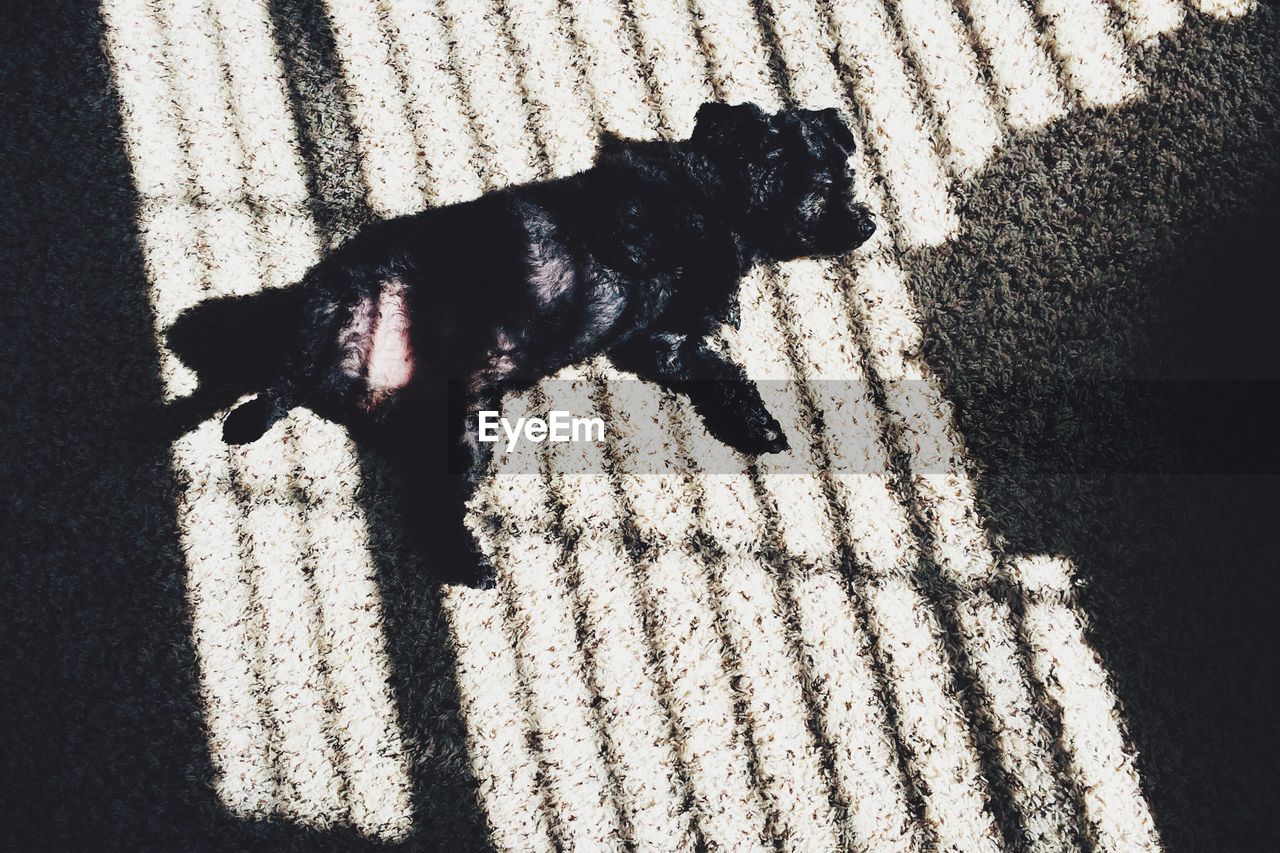 High angle view of dog on field during sunny day