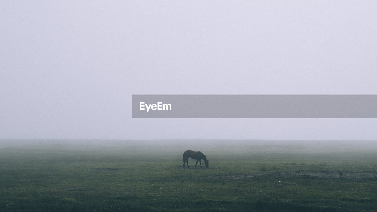 Horse grazing on field against sky