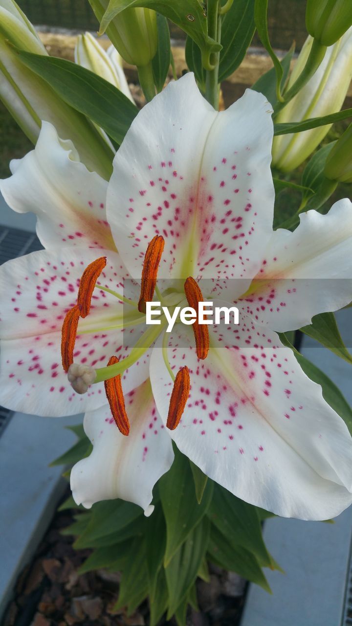 Close-up of white flower