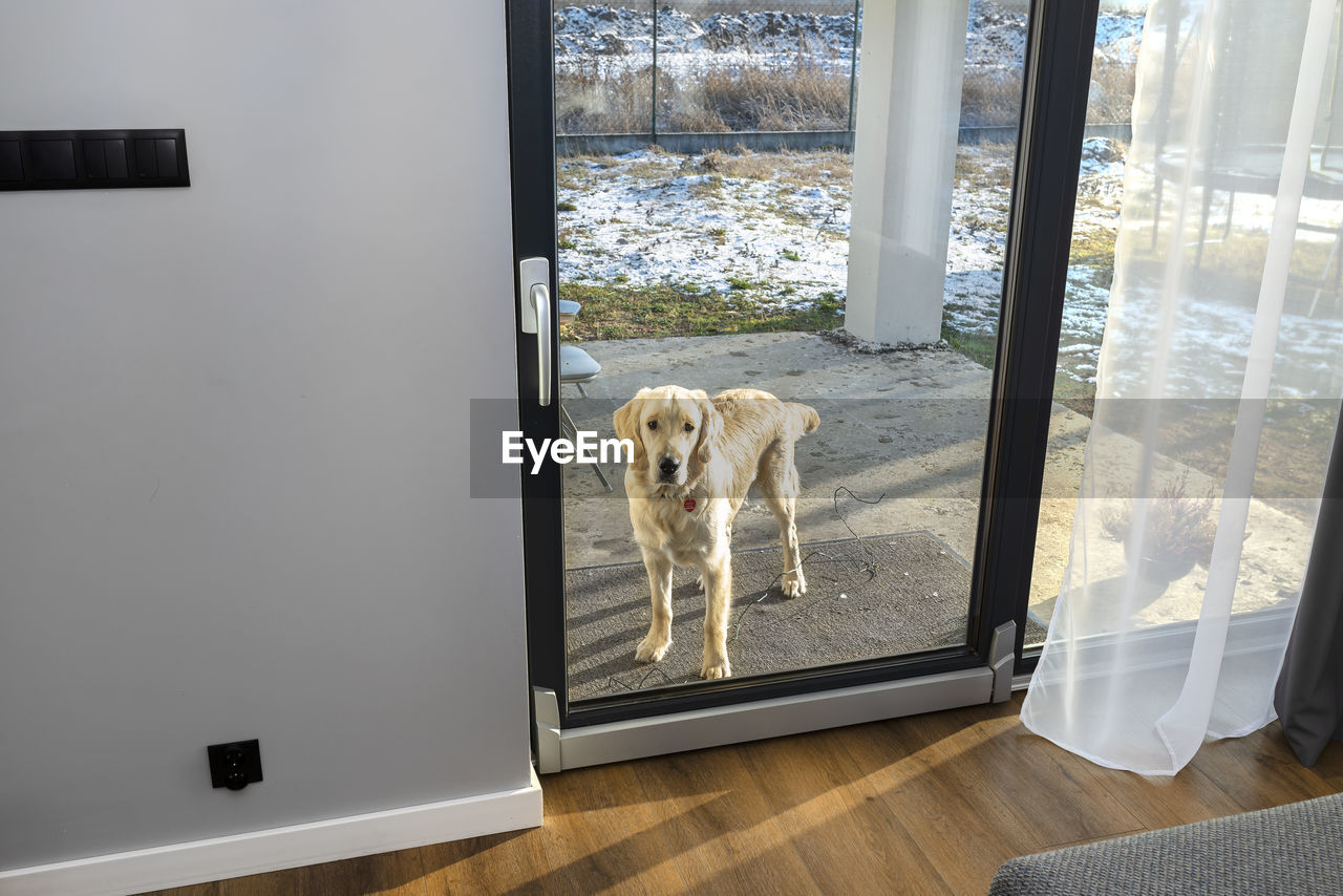 A young male golden retriever stands outside on the terrace and waiting to enter the house.