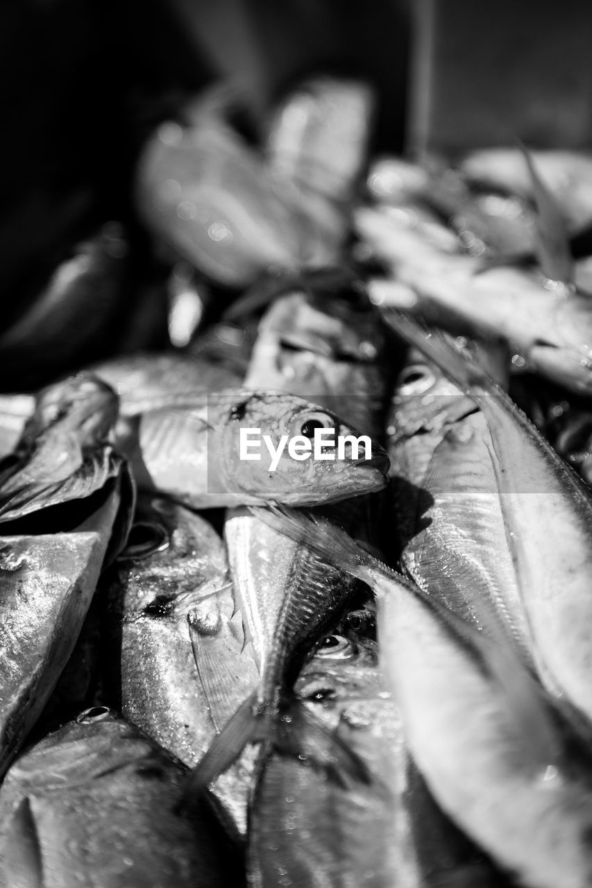 Close-up of fish for sale at market stall during night