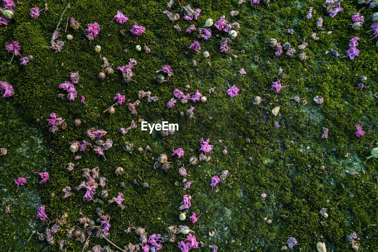 High angle view of pink flowering plants on land