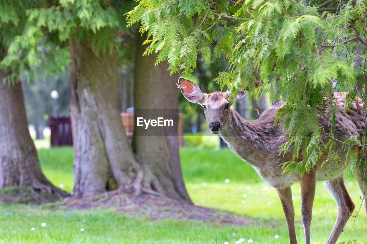 animal, animal themes, animal wildlife, plant, tree, mammal, wildlife, deer, one animal, nature, grass, land, green, no people, beauty in nature, forest, trunk, tree trunk, outdoors, domestic animals, day, field, environment, antler, standing, stag, growth, landscape