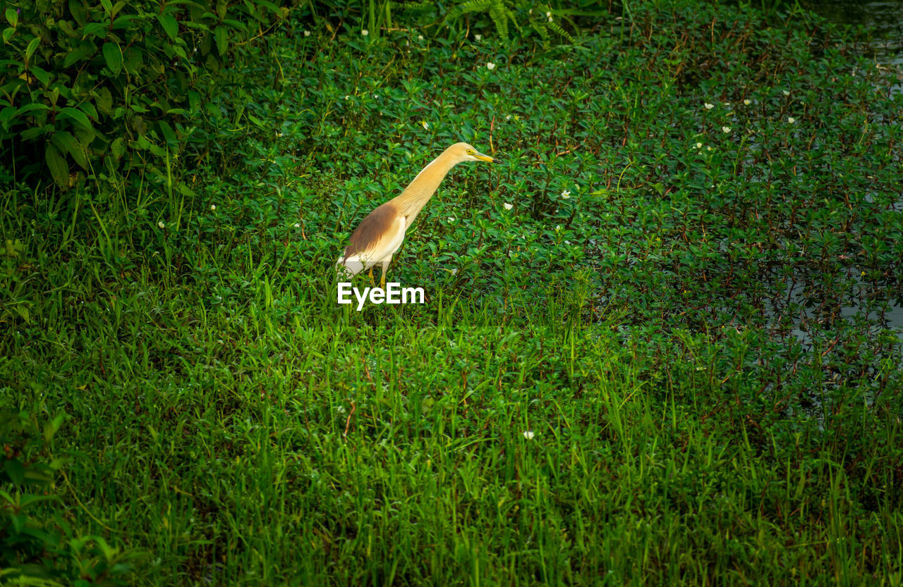 VIEW OF BIRD ON FIELD