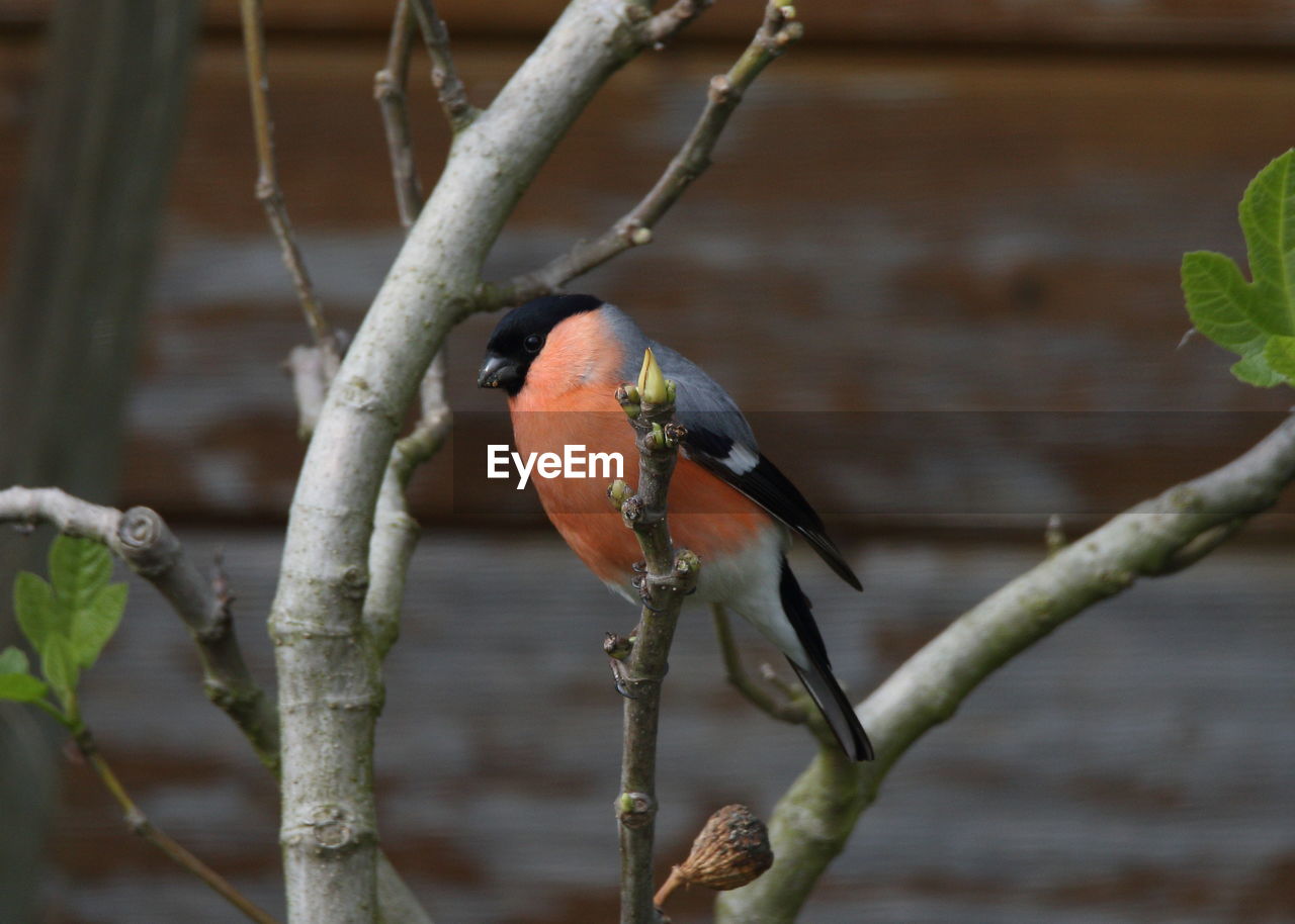 CLOSE-UP OF BIRD PERCHING ON PLANT