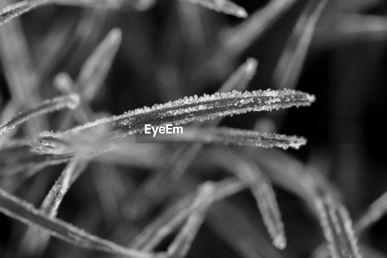 CLOSE-UP OF FROZEN FLOWER