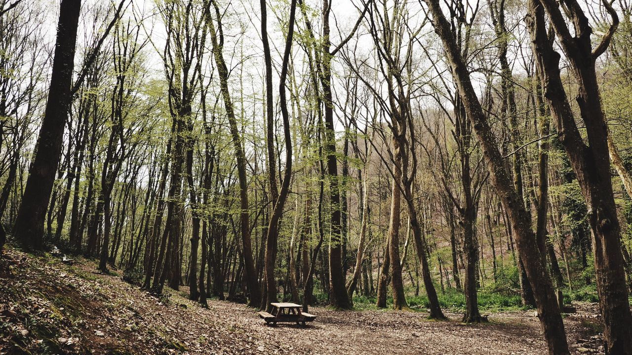 Panoramic shot of trees in forest