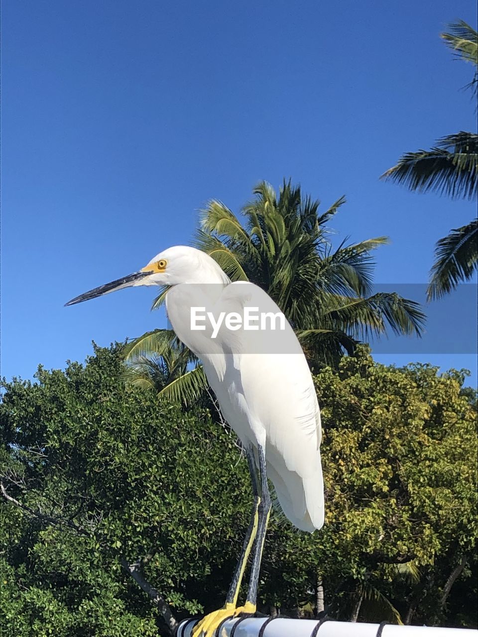 BIRD PERCHING ON A TREE