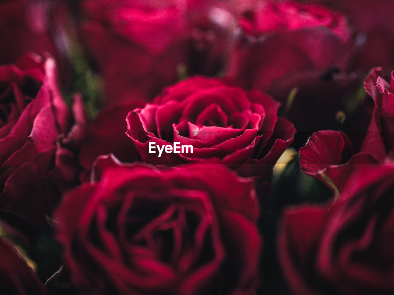 Full frame shot of red roses