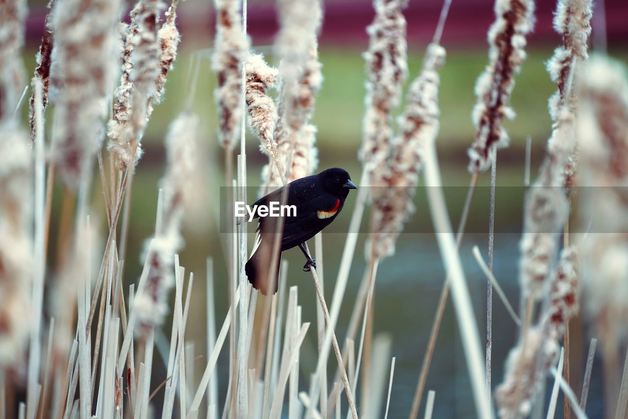 CLOSE-UP OF BIRD PERCHING ON LEAF