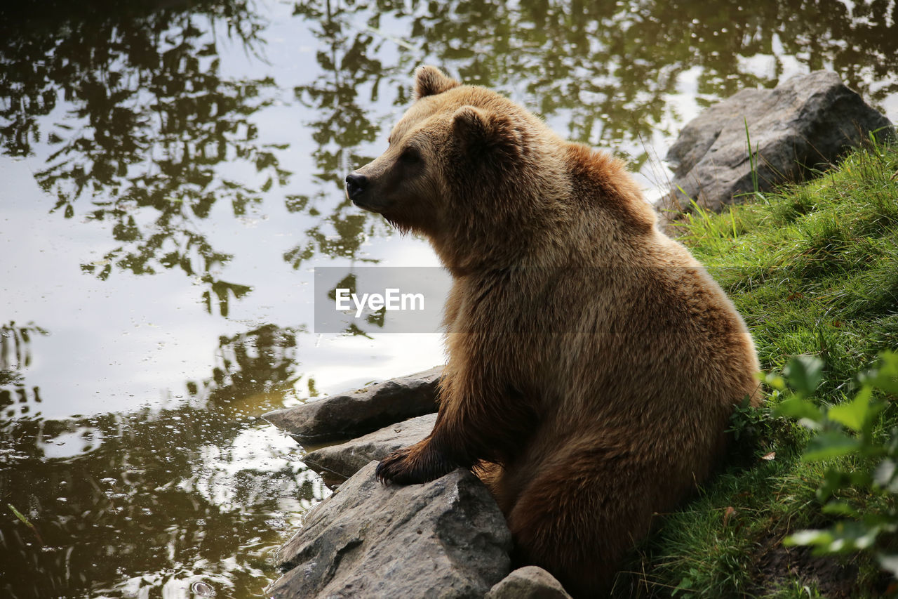 Bear sitting on rock at lakeshore