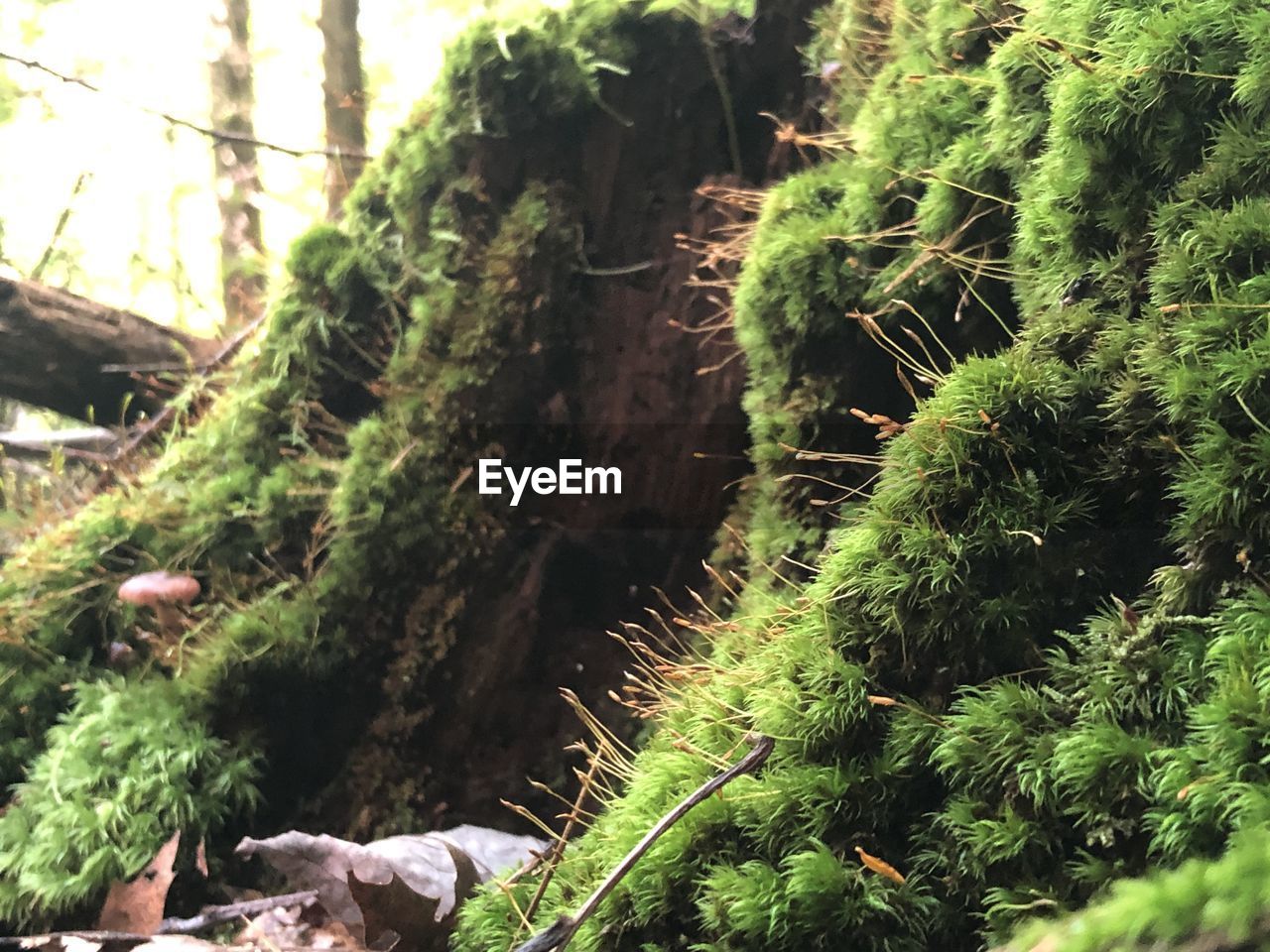 CLOSE-UP OF SUCCULENT PLANT GROWING ON TREE IN FOREST