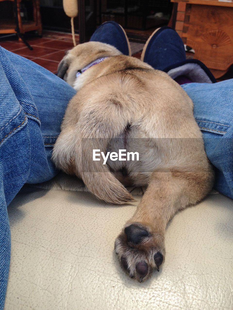 Rear view of dog amidst legs