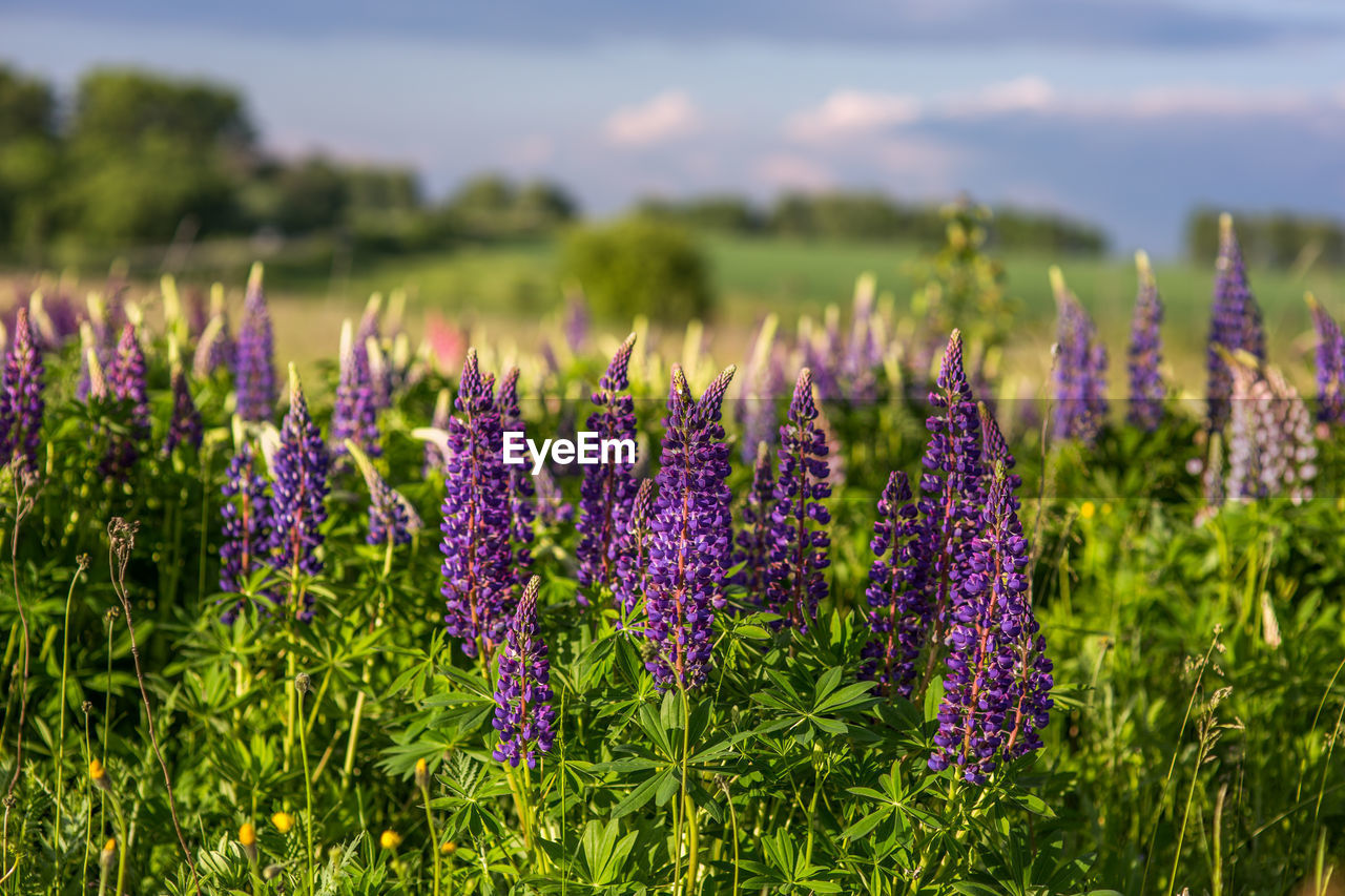 Close-up of purple lupins flowering plants on summer field at sunny day