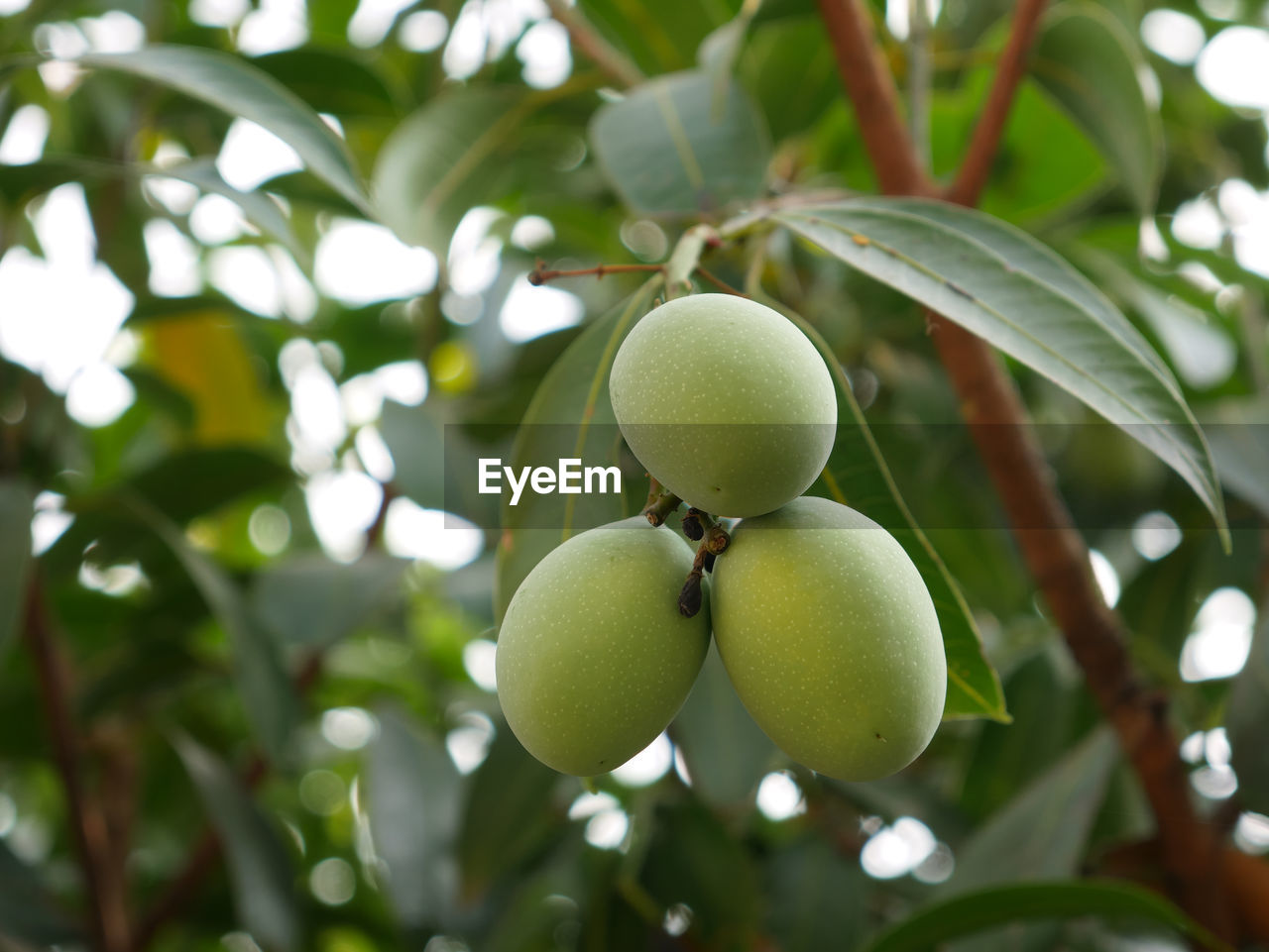 Low angle view of fruits on tree