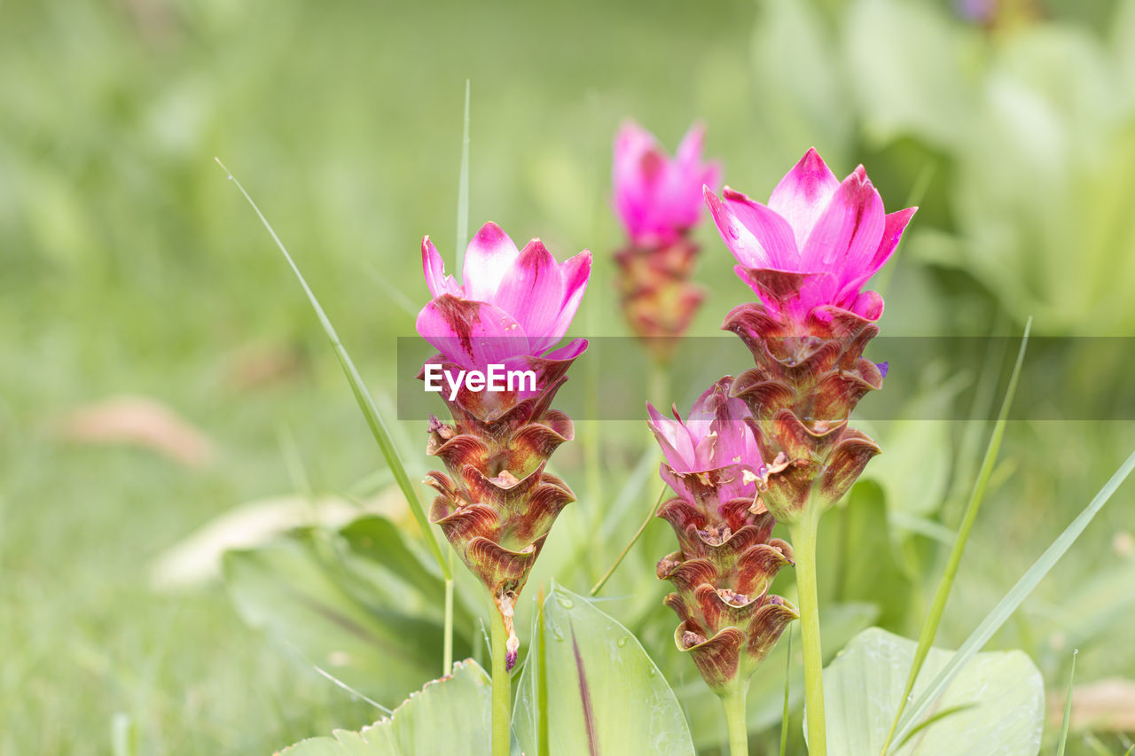 CLOSE-UP OF PINK FLOWERING PLANT