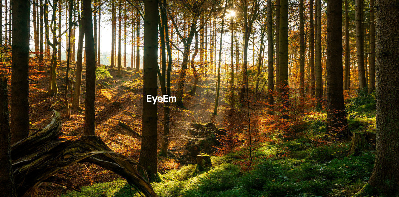 VIEW OF PINE TREES IN FOREST DURING AUTUMN