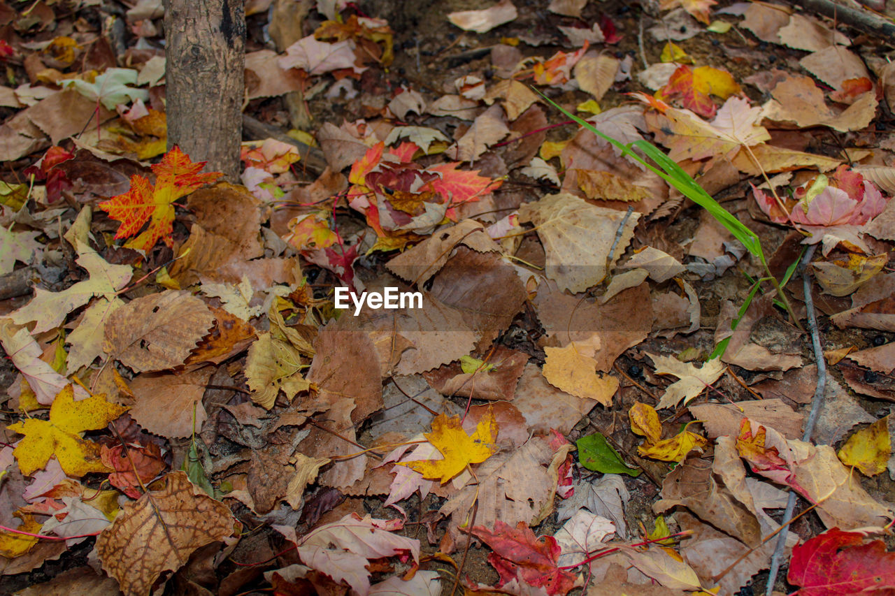 FULL FRAME SHOT OF DRY MAPLE LEAVES FALLEN ON AUTUMN