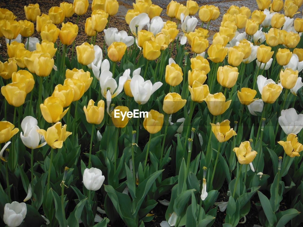 YELLOW FLOWERS BLOOMING ON FIELD