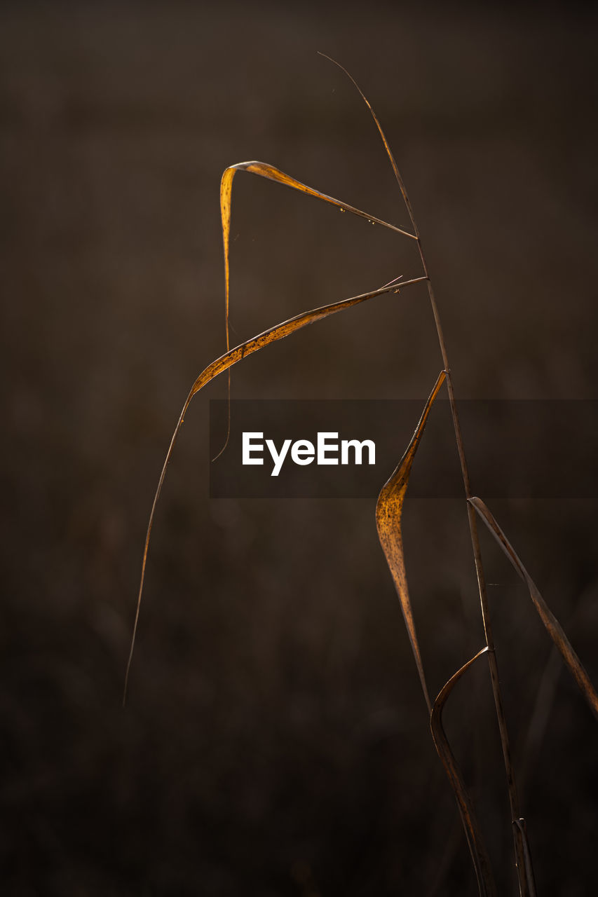 Autumn straw backlit by the evening sun