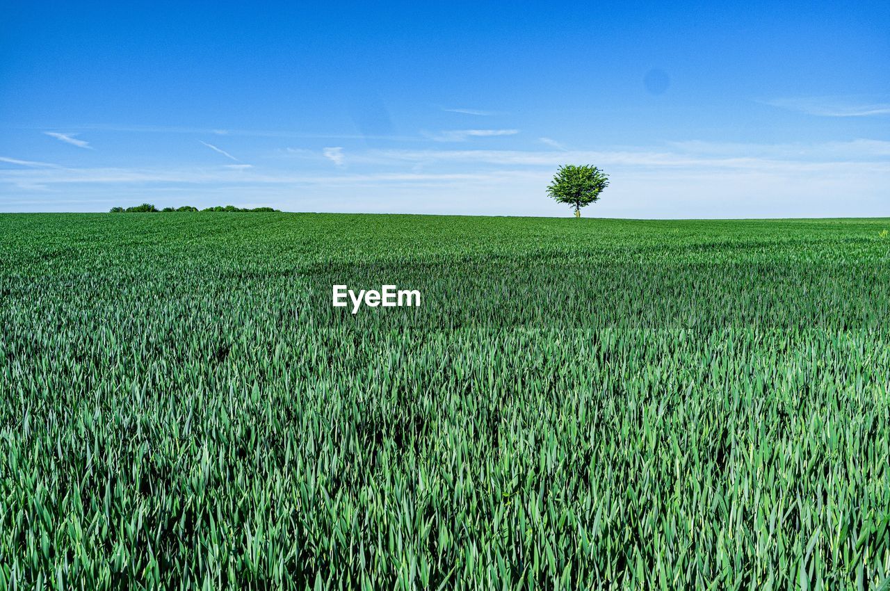 CROPS GROWING ON FIELD AGAINST SKY