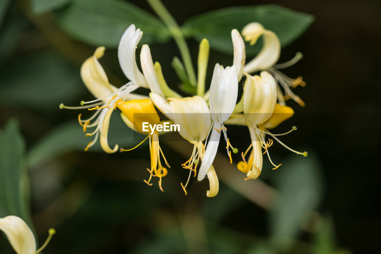 Close-up of yellow flowers