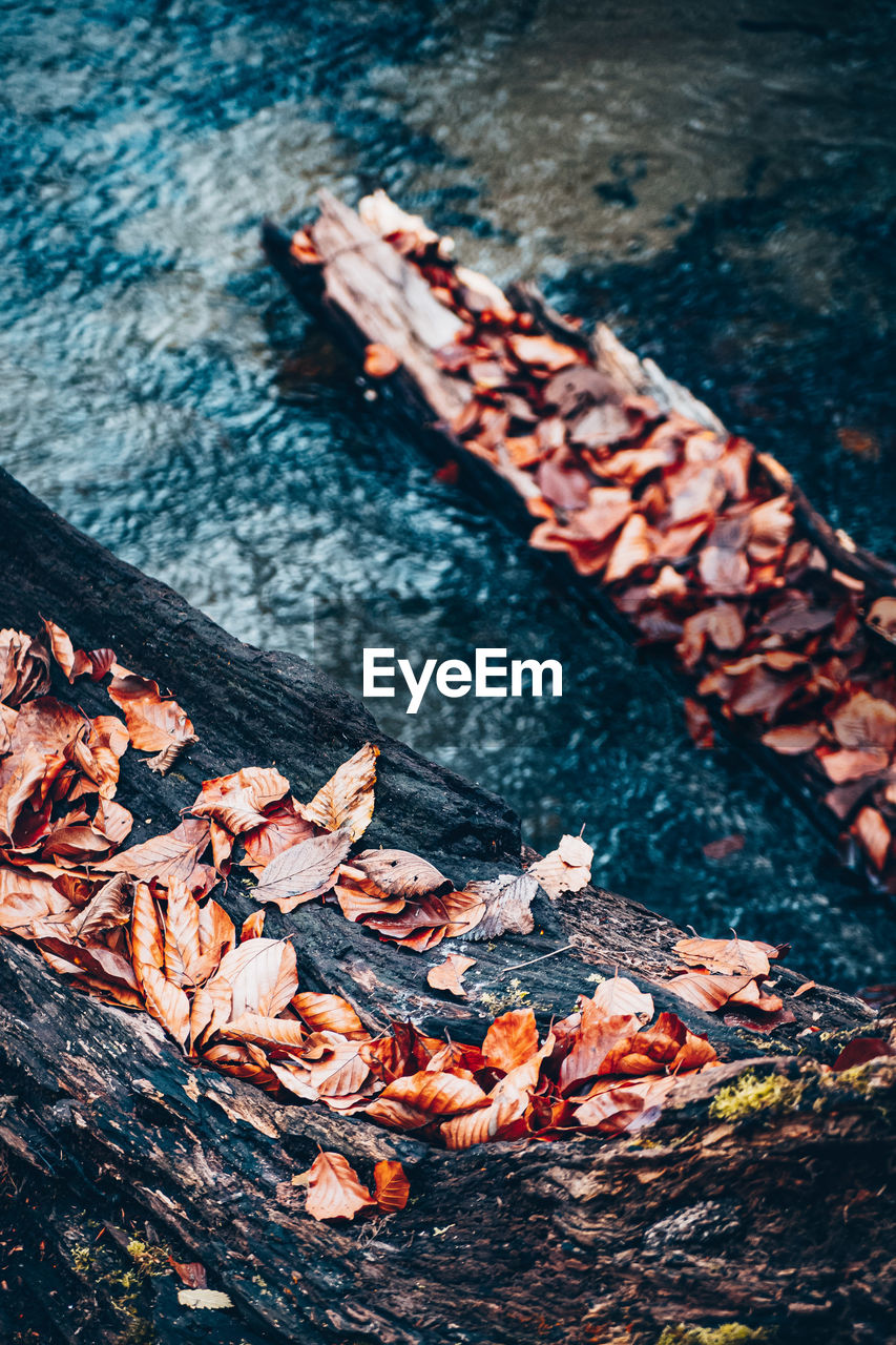 HIGH ANGLE VIEW OF FALLEN LEAVES ON ROCK