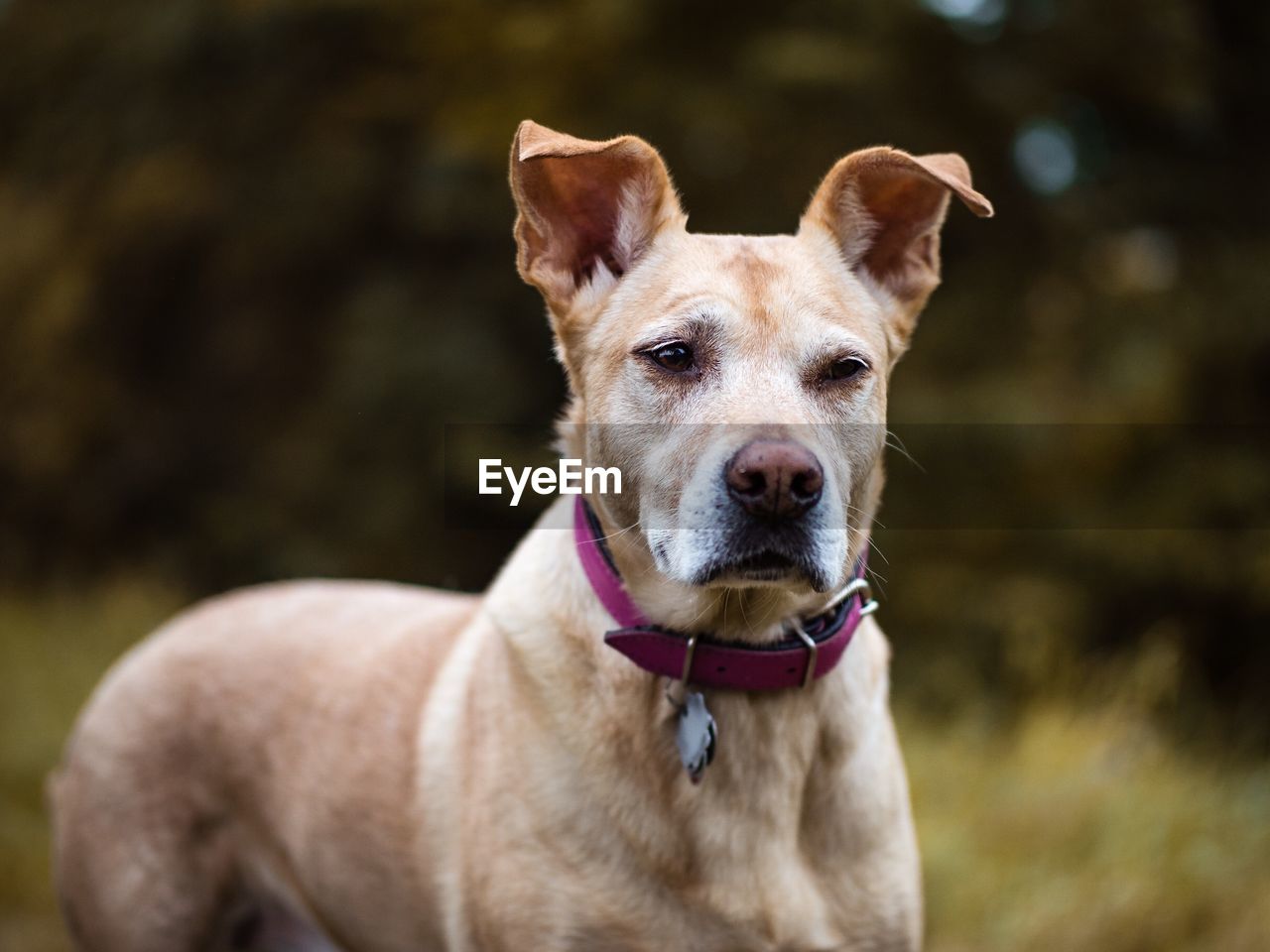 Close-up portrait of dog